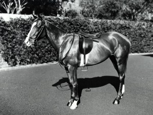 Horse on parade, Bellevue Hill. Digital ID: 4481_a026_000643